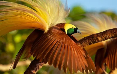 Райские птицы: истории из жизни, советы, новости, юмор и картинки — Все  посты | Пикабу