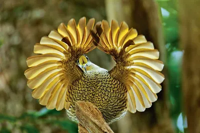 Одни из самых красивых животных на планете.Райские птицы. | About | Дзен