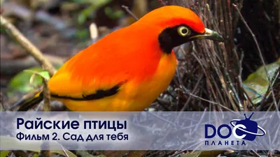 Чай черный PEKOE, Real Райские птицы, 100 г - купить по цене 191 руб. в  интернет-магазине в Санкт-Петербурге
