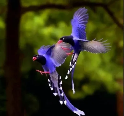 Райские птицы, высокая детализация, …» — создано в Шедевруме