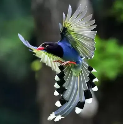 🦜Самые красивые и редкие райские птицы в мире, подарят нам в этот  праздничный день ,хорошее настроение на целый день! | Жанна Аттар | Дзен