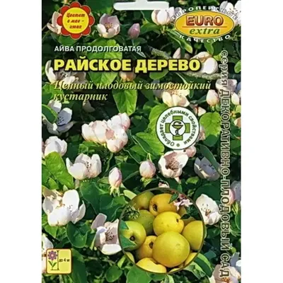 В закарпатских садах и на улицах манит прохожих целебное «райское дерево»  (ФОТО) | Голос Карпат