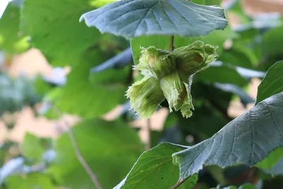 Изображение Розовые Цветы На Райское Яблоко Дерево Malus Floribunda —  стоковые фотографии и другие картинки 2015 - iStock