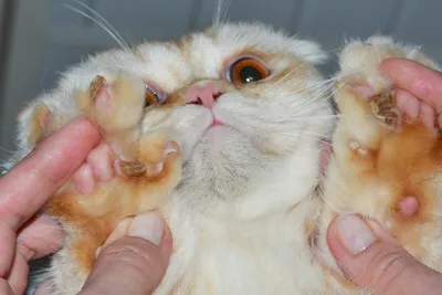 Листовидная пузырчатка у кошек | ВКонтакте