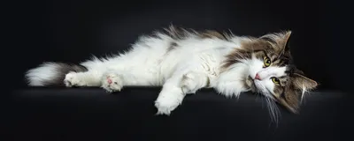Саркома у кошки | Смешные кошки | Дзен