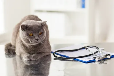 Кровь у кошки 🐈 – причины и как оказать первую помощь – ProPlan.ru
