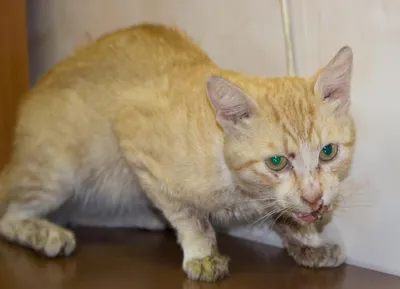 Кожный рог у кошек: лечение, фото – ветеринарный центр Прайд