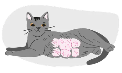 10 признаков рака у кошек | Дневник кошатницы | Дзен