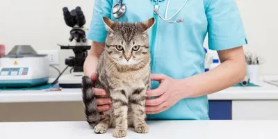 Описание опухолевых заболеваний у собак и кошек