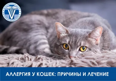Жировик у кошки: причины, симптомы, лечение липомы у кошек