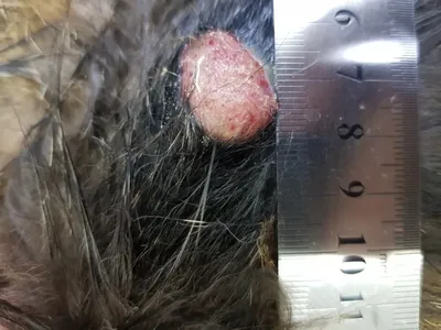 Рак кожи у собак фото фото