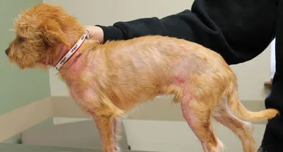 Васкулит у собак на ушах и коже - Veterinar-Dermatolog