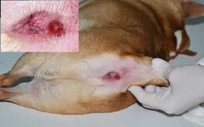 Опухоли пальцев на лапах у собак - Ветеринар-Дерматолог
