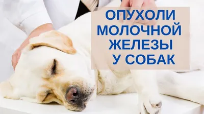 Ветеринарная клиника в Симферополе и Севастополе :: ЛАСКАВА