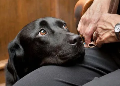Бывает ли рак у собак и как лечат онкологию у питомцев | Hill's