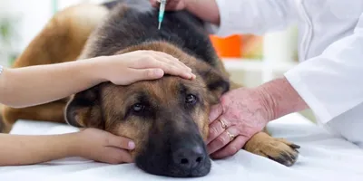 Опухоли молочной железы у собак #опухоли #онкозаболевания #болезнисобак -  YouTube