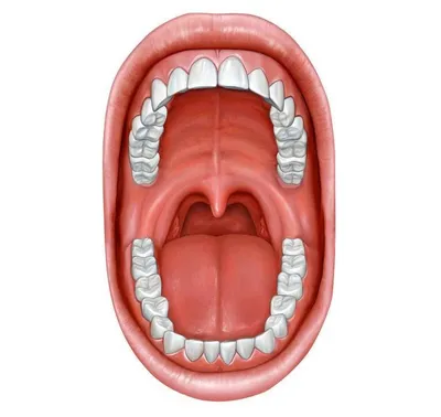 Рак полости рта: симптомы, признаки, прогноз, диагностика и лечение рака  ротовой полости