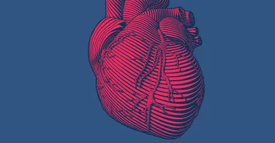 Почему не бывает рака сердца