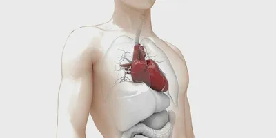 Каким бывает рак сердца — смертельная болезнь, о которой почти никто не  говорит - Hi-News.ru