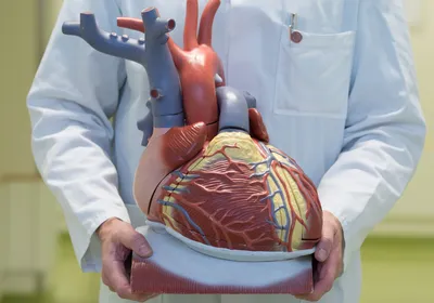 Учёные назвали причины рака сердца