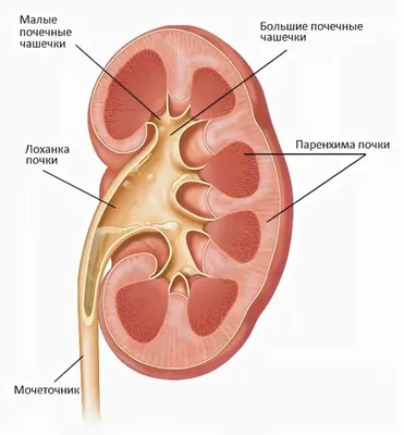 Рак почки| Блог UNIM