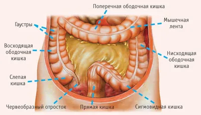 Метастазы в сердце - Онкология - Судебная медицина от Forens.ru