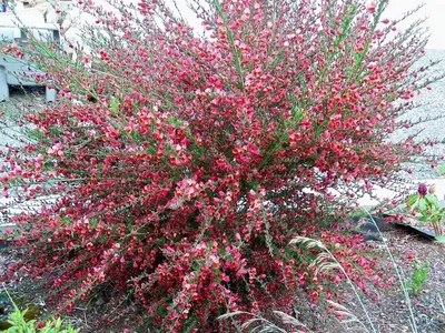 Ракитник ранний (Cytisus × praecox) 'Hollandia' - купить саженцы в Минске и  Беларуси