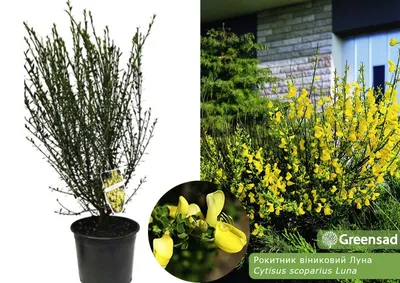 Ракитник (Cytisus) — скромность, покорность. | Язык цветов, Цветы