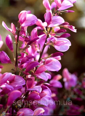 Ракитники : Cytisus Burkwoodii-Ракитник Burkwoodii.