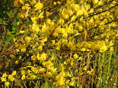 Красивые Желтые Цветы На Ветке Куста Cytisus Scoparius Обычная Метла Или  Шотландская Метла — стоковые фотографии и другие картинки Ракитник венечный  - iStock