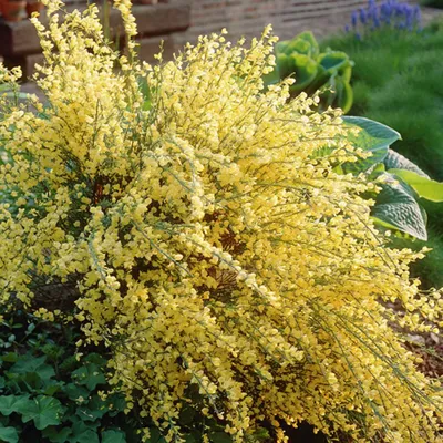 Ракитник ранний «Олголд» (Cytisus × praecox) 'Allgold' - купить саженцы в  Минске и Беларуси