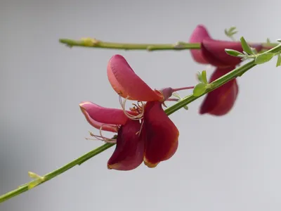 Ракитник ранний (Cytisus praecox Beauverd) – Цветущие кустарники Буква «Р»  - цветочный портал Ваш Сад!