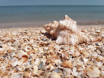 романтическое место у моря. солнце светит на вечернем море бокалами  шампанского. Стоковое Изображение - изображение насчитывающей ослабьте,  форма: 236449311