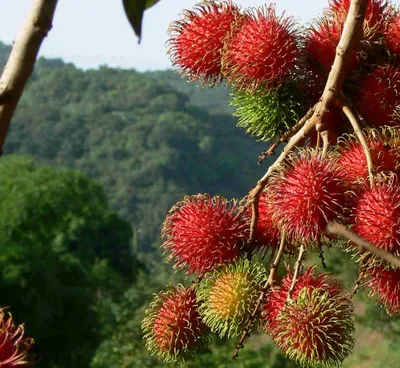 Рамбутан (Rambutan, Ngo, «волосатый... - Интересные фрукты | Facebook