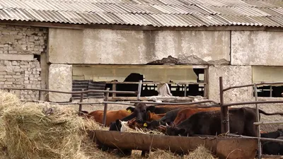 Экскурсия Ломовской природно-ландшафтный парк: cамое яркое приключение лета  в Воронеже - цена 3300 ₽