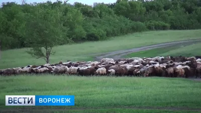 Дачный дом Ранчо 6х6 от 497 тыс руб - в Полесье Воронеж.