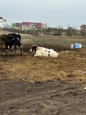 В Воронежской области в реке Подгорная найдены трупы овец – Новости Воронежа  и Воронежской области – Вести-Воронеж