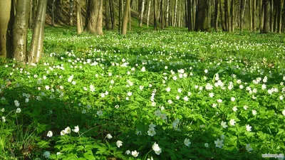 Природа лес Весна ранняя - фото и картинки: 35 штук