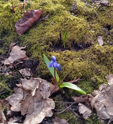 Проталины весной в лесу - 77 фото