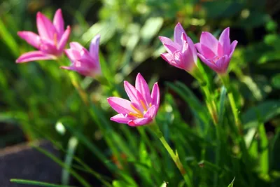 Самые ранние садовые цветы: Топ – 10 советы и рекомендации по уходу для  садоводов