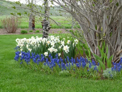 Ранние весенние цветочки .... Обсуждение на LiveInternet | Садовые растения,  Первоцветы