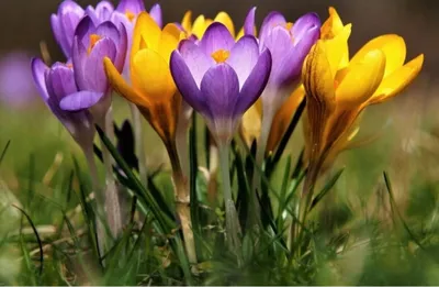 Весенние цветы в саду: советы по выбору и уходу за растениями, чтобы  создать красивый и яркий сад - Agro-Market