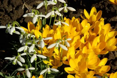 10 самых ранних цветов для вашего сада | Цветы, Весенние цветы, Затененный  сад