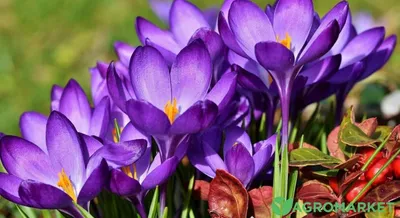 Популярные многолетние цветы и растения, которые цветут ранней весной