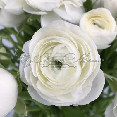 Заказать \"Ранункулюс белый\" | Цветули - уникальный сервис по доставке  цветов без накруток и посредников в городе Междуреченск