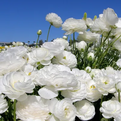 Купить Ранункулюс белый за 650 руб. в Якутске - «Цветы от Лены Бочковской»
