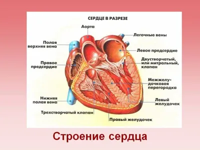 Строение сердца, сердце в разрезе | Анатомия сердца, Анатомия, Анатомия  человека