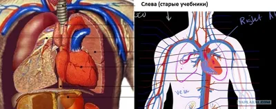 Расположение сердца человека. Слева или по середине? (скрины из учебников)  - ЯПлакалъ