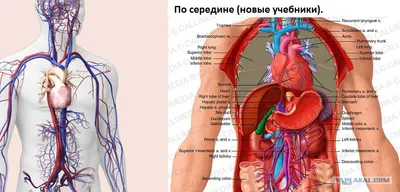 Расположение сердца человека. Слева или по середине? (скрины из учебников)  - ЯПлакалъ