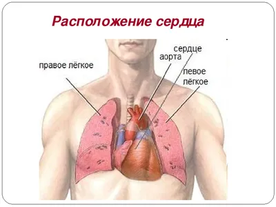 Сердце, внешнее строение и расположение, плакат глянцевый А1/А2 › Купить  оптом и в розницу › Цена от завода